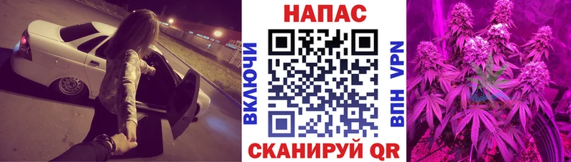 Бошки Шишки семена  закладка  Дмитриев 
